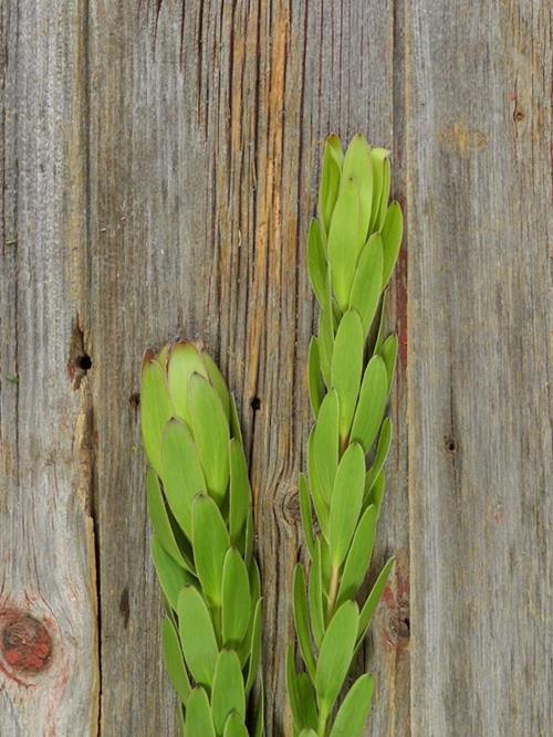 WINTER SUNSHINE  LIME GREEN LEUCADENDRON